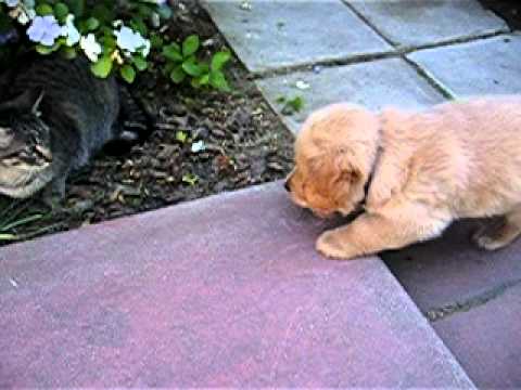 willy's first encounter with ziggy