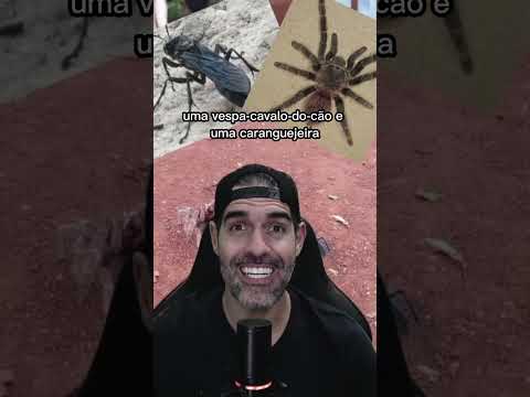 VESPA-CAVALO-DO-CÃO vs CARANGUEJEIRA - a luta do século | Pidobiologia