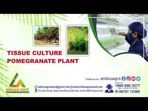 TISSUE CULTURE POMEGRANATE PLANT