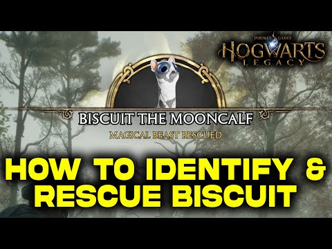 Identify & Rescue Biscuit | Take the Biscuit Side Quest | Hogwarts Legacy