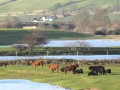 Isla St Clair - A Toast to Stornoway