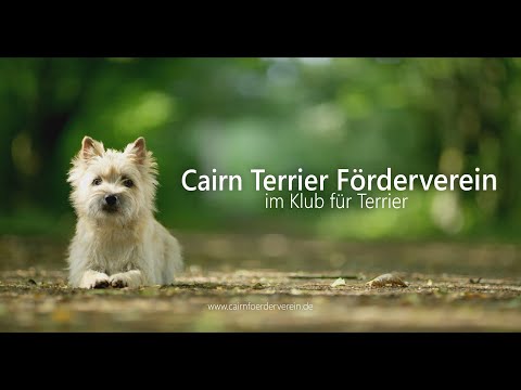 Warum wir Cairn Terrier lieben...