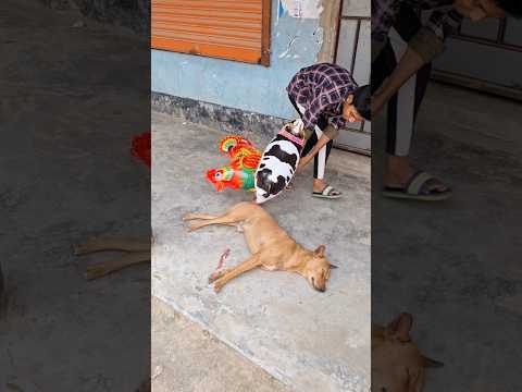This Made My Morning! ☀️#shorts #funny #dog #funnydog #pets #viral #ytshorts #funnycute