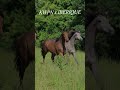 Poulain KWPN x Ibérique