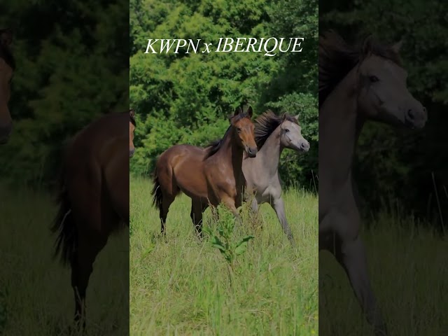 Poulain KWPN x Ib&eacute;rique