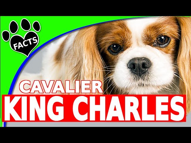 Προφορά βίντεο cavalier στο Αγγλικά