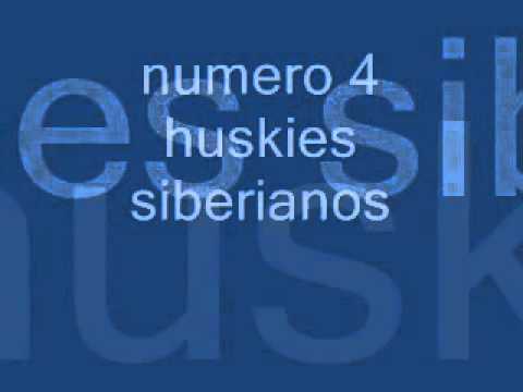 los 10 perros mas peligrosos del mundo