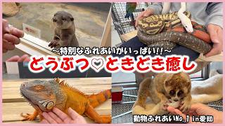 【どうぶつ♡ときどき癒し】動物ふれあいNo 1in愛知～ふれあいいっぱい、幸せチャージ!!～