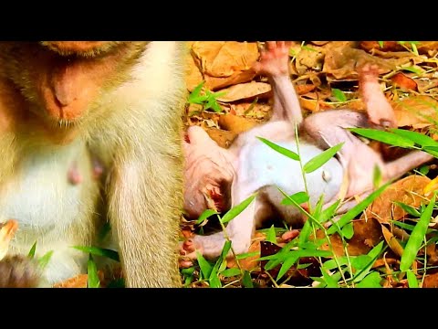 ##Monikaa ##Maddiee ##Monday 11.4.2022 ##Ep987