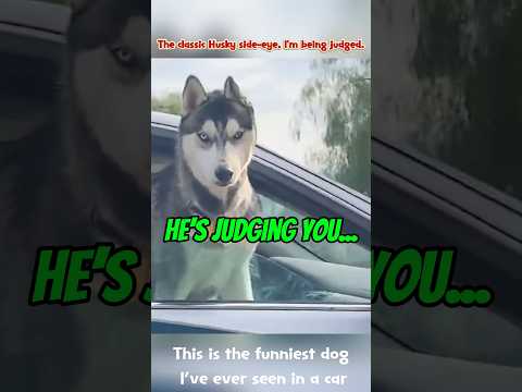 This is the funniest dog I've ever seen in a car 😝 #dog #funny #fyp