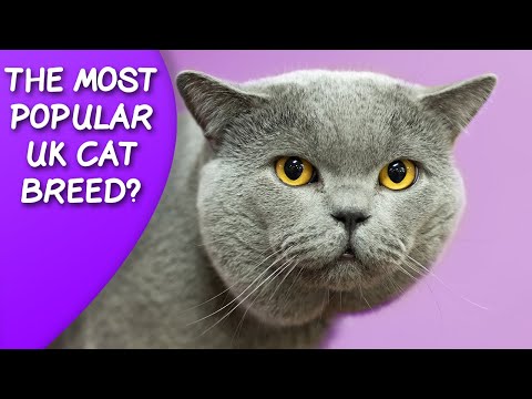Are British Shorthair Cats A Popular UK Breed?