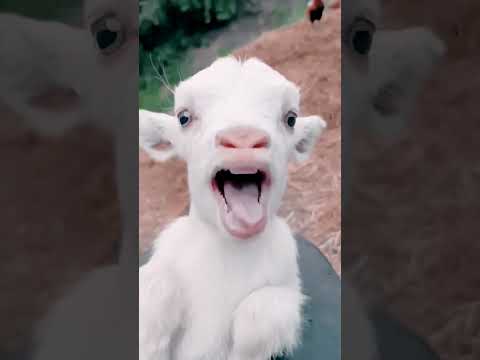 , title : 'Goat Sound Video #cute #goat'