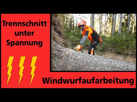 Windwurfaufarbeitung I seitlich verspannter Baum I Holz in Spannung I FAST Ossiach