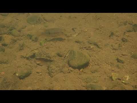 Australoheros scitulus