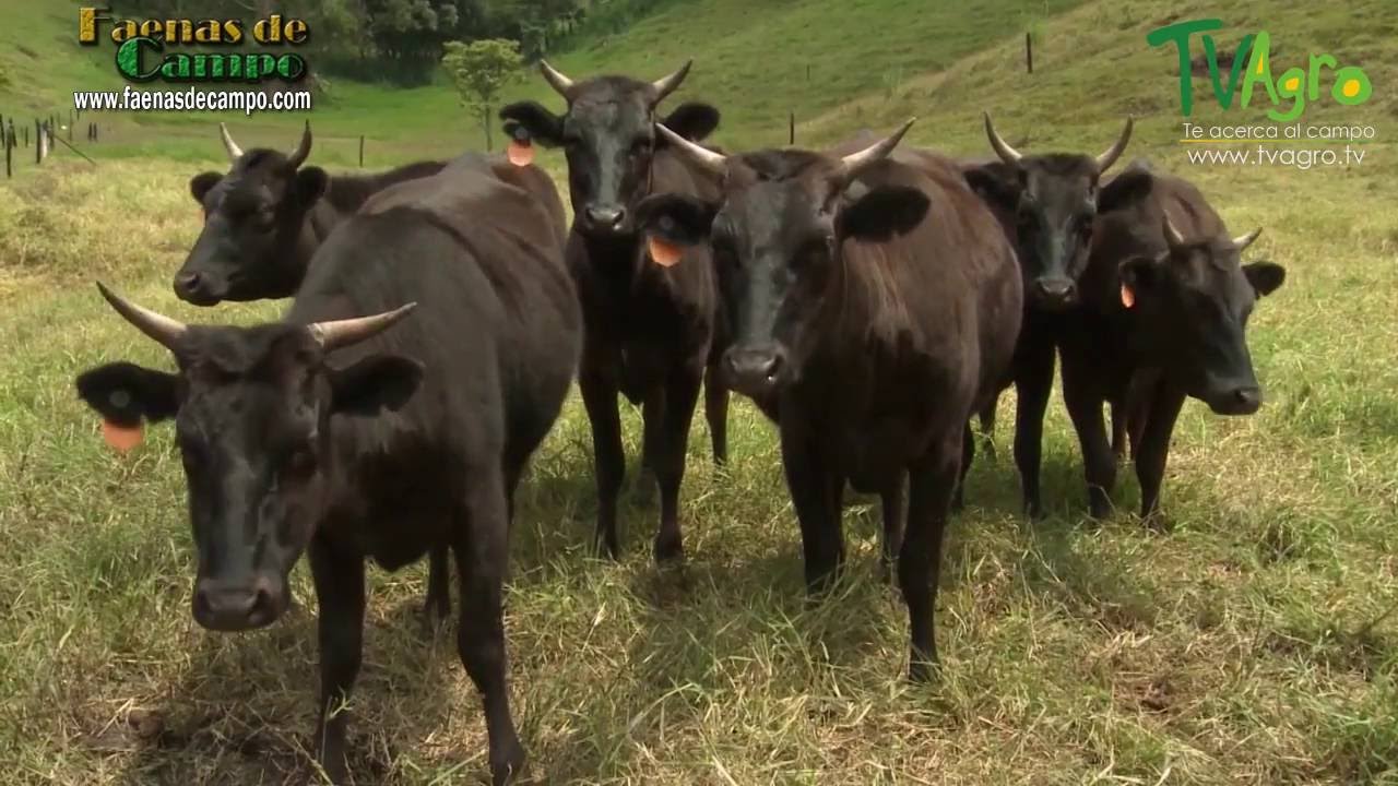 Ganado Wagyu: Historia y Características de su Carne - TvAgro por Juan Gonzalo Angel