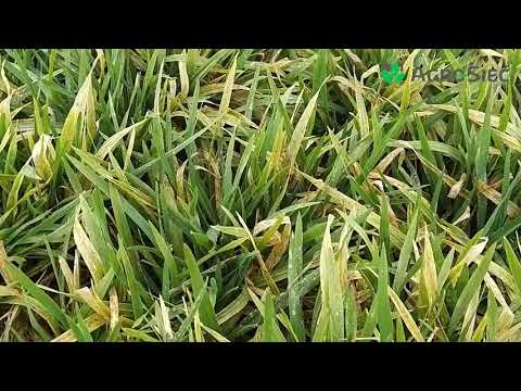 Jak wygląd sytuacja na plantacji jęczmienia ozimego w SIemoniu?  | OKIEM EKSPERTA