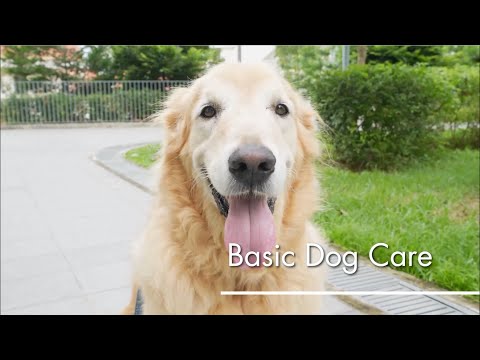 Basic Pet Care: Dogs