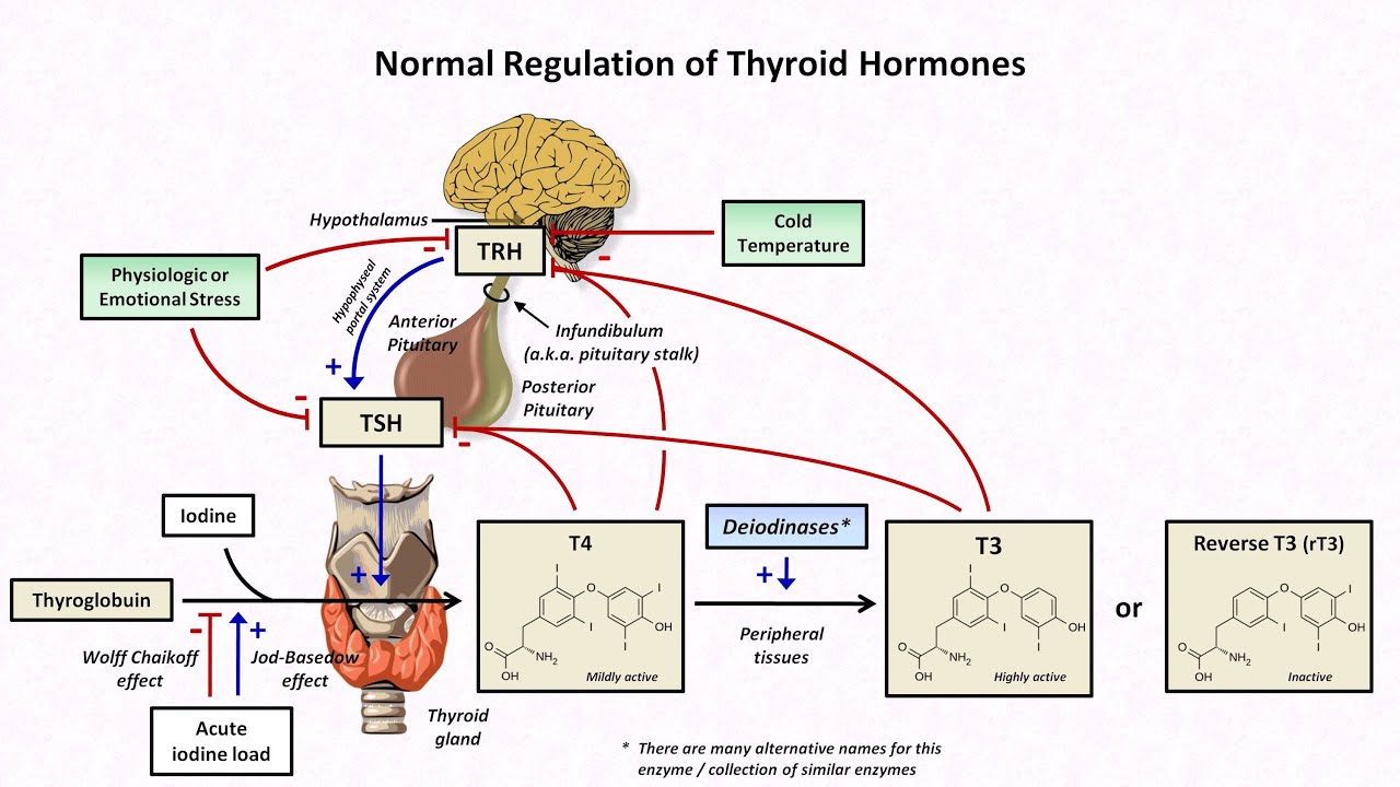 Thyroid Hormones and Thyroid Function Tests