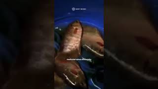 Download lagu Lagu Terbaik Sheila On 7 Bila Kau Tak Disampingku. 🎧🎧 #music #sheilaon7 #short #likeandsubscribe mp3