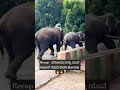 Dhanjaya Vs Kanjan Fight Southkarnataka Elephant Coorgtourism Travel Coorglife Dasara Mysore