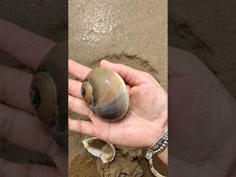 Wow giant snail found at beach!#snail #animallife #beach #oceanlife #sea#shorts #viralvideo #snails