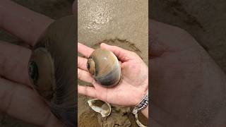 Wow giant snail found at beach!#snail #animallife #beach #oceanlife #sea#shorts #viralvideo #snails