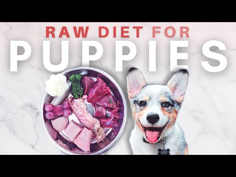 How To Start Your Puppy On A Raw Diet - The Ultimate Guide