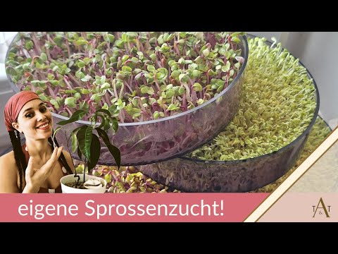 Die leichteste Methode Sprossen zu züchten 🌱 / #superfood / #microgreens / #healthylifestyle ❤️💪