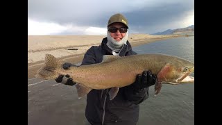 Bearfish Alliance - 332