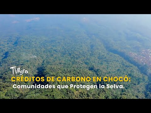 Créditos de Carbono en Chocó: Comunidades que Protegen la Selva - TvAgro por Juan Gonzalo Angel