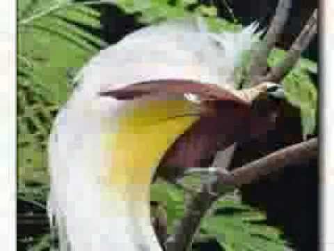 KAMI ANAK MELAYU ASLI INDONESIA.