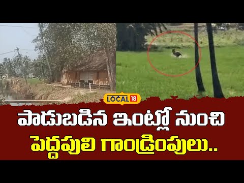 Tiger Escapes After Being Spotted in Old House | పాడుబడిన ఇంట్లో పెద్దపులి..| #local18V