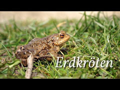 Erdkröten - Der Film