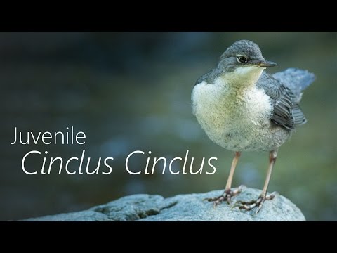 RAW Footage: White Throated Dipper (Cinclus cinclus) juvenile