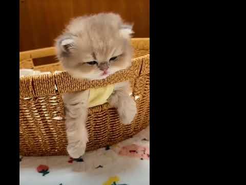 Cats be like this 😂😂 too