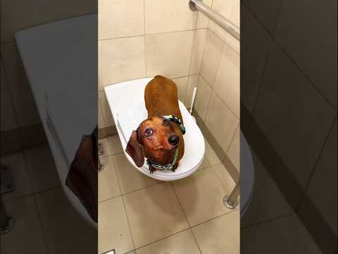 When Sonu suddenly started having a strong urge to defecate #youtubeshorts #viralshort