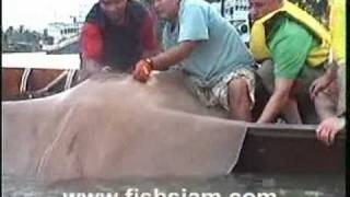 preview picture of video 'Ian Welch catches 150kg Giant Freshwater Stingray in Thailand.'