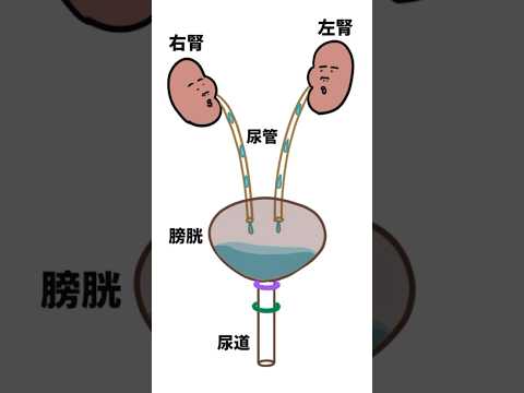 膀胱スパー、キジスパー 植物