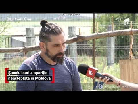 antena 1, sacal, 9 06 2020