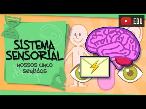 Sensory System - our 5 senses
