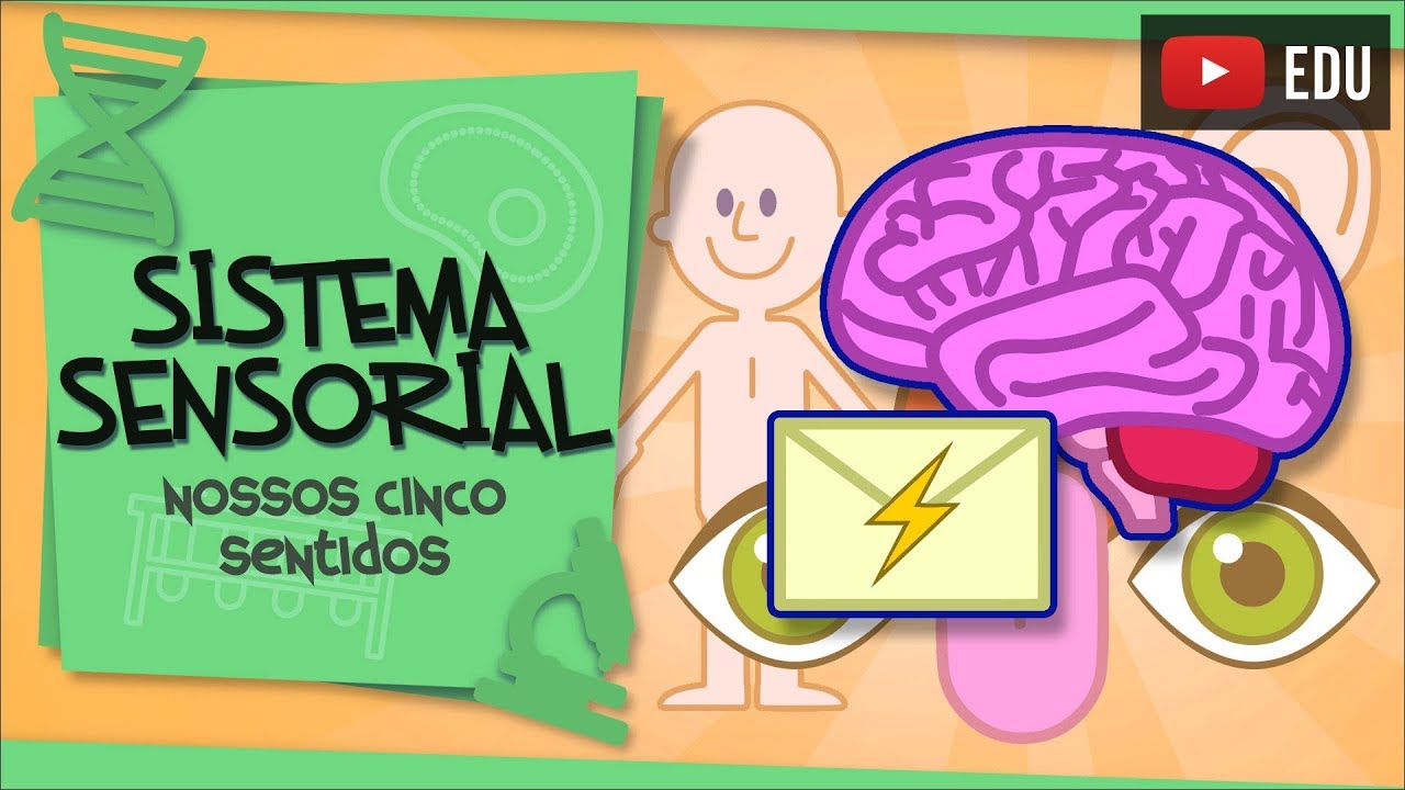 Sistema Sensorial - os nossos 5 sentidos