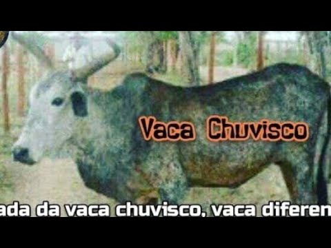 MARTIN ZÔA •TOADA DA VACA CHUVISCO DE ALAGOAS• RELIC 🎵💥🥇