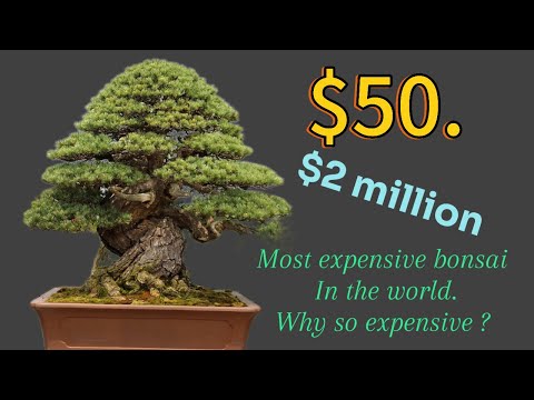 What Separates a £50 Bonsai from a £50,000- £2 million one