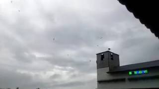 Download lagu Suara Panggil Walet Hexagonal Batu Pahat,Johor. Malaysia mp3