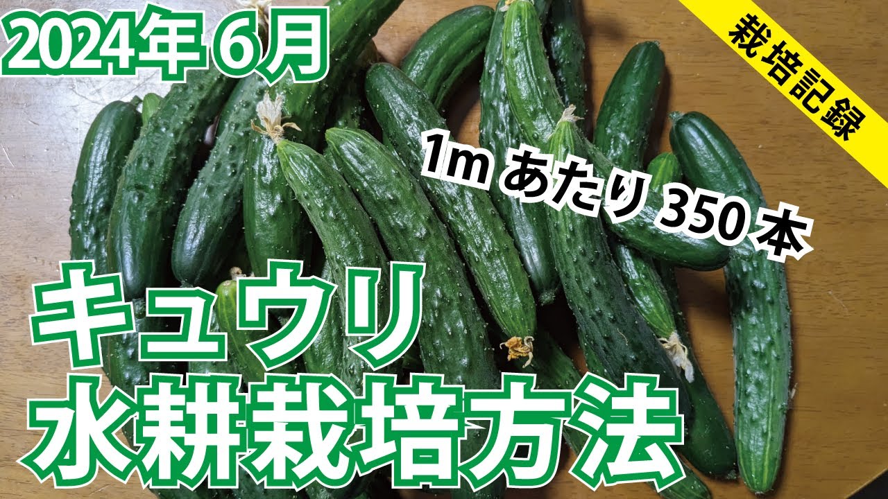 【350本/m 採れた】水耕栽培キュウリを雨どいで育てる【2024年6月】