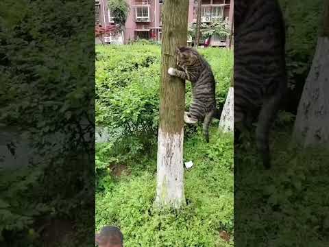#animals #funny #fyy