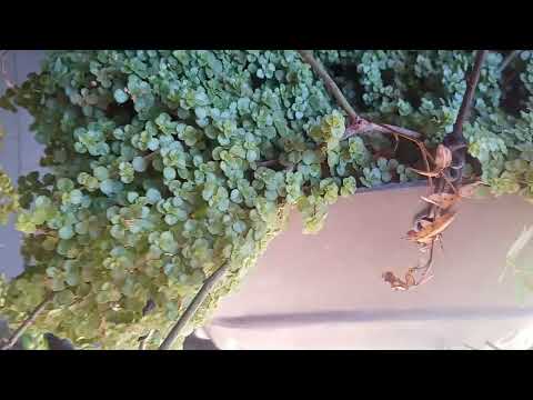 Rosinha trepadeira!peperomia,#crotons #plantas #garden #begonia #youtube 