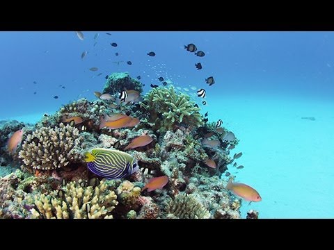 12 Stunning Videos of Life Beneath the Waves