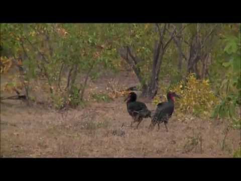 Safari Live :  Rare sighting of 6 Southern Ground Hornbills  on June 22, 2016