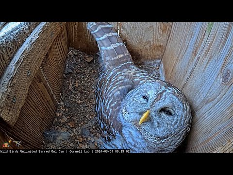 Barred Owls Belt "Who Cooks For You?" Calls Through The Treetops – March 1, 2024
